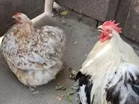 Pekin bantam — foto 3