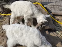 बकरा, Saanen goat — फ़ोटो 4
