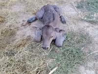 วัวตัวเมีย, Swiss cattle — รูปภาพ 3