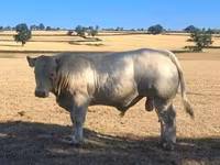 Bull, Cast cow — photo 5