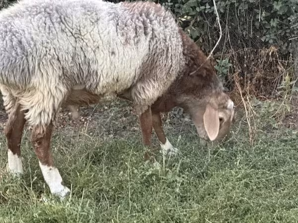Խոյ, Rhon sheep