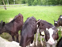 گاو ماده, Simmental cattle — عکس 8