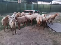 قوچ, Rhon sheep — عکس 6