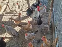 Chickens — foto 3