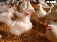 Chickens — fotografija 2