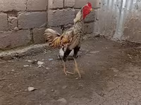 Chickens — عکس 1
