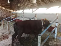Stier, Runderen — foto 1