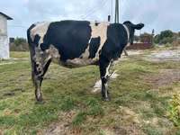 گاو ماده, Russian Black pied cattle — عکس 2