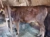 گاو ماده, Swiss cattle — عکس 2