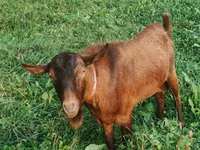 Buk, Nubian Goat — foto 5