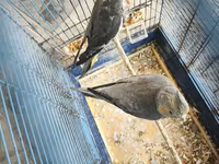 Nymph quşları (Cockatiel) – 2 ədəd, qəfəs və aksesuarlarla birlikdə — foto 2