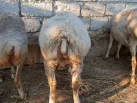 بھیڑ, بھیڑیں — تصویر 3