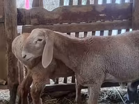 แกะตัวผู้, Arashan sheep — รูปภาพ 2