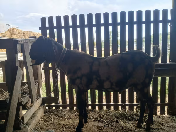بز نر, Kamori goats