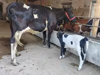 Krowa, Russian Black pied cattle — zdjęcie 2