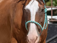 اسب نر, Quarter Horse — عکس 6