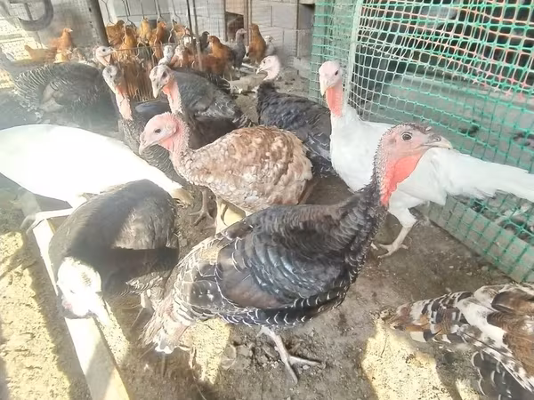Turkeys