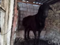 Ram, Arashan sheep — foto 8