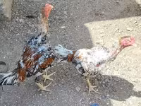 Chickens — รูปภาพ 4