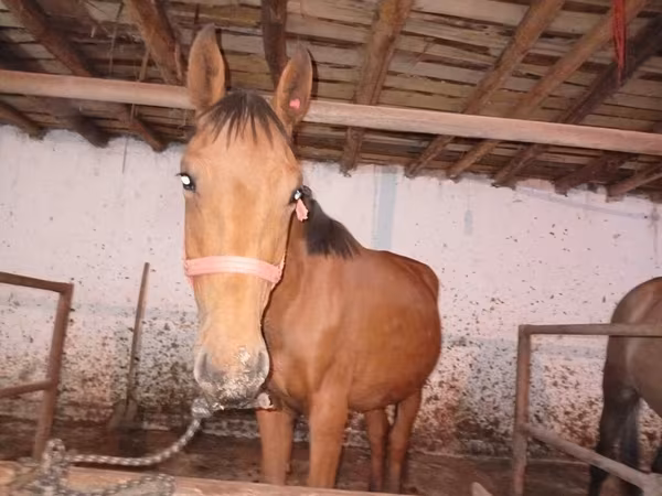 수말, Manipuri pony