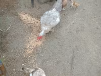 Ducks — Foto 1