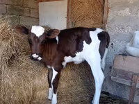 Bulle, Simmental cattle — Foto 4