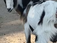 Billy Goat, Goats — photo 3