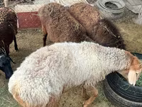 Ovan, Edilbay sheep — fotografija 5