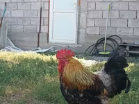 Chickens — foto 2