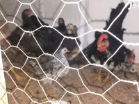 Chickens — 1 зураг