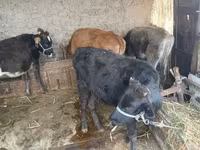 Sapi, Cattle — foto 5