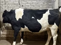 Bò cái, Giống Holstein — ảnh 3