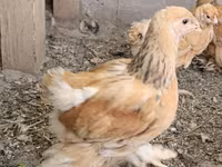 Brahma — foto 1