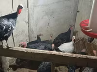Turkeys — عکس 6