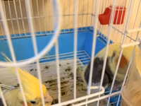 Nymph (cockatiel) cütlüyü və qəfəs komplekti - Növ: Nymph paraket — รูปภาพ 4