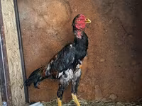 Chickens — fotografija 1