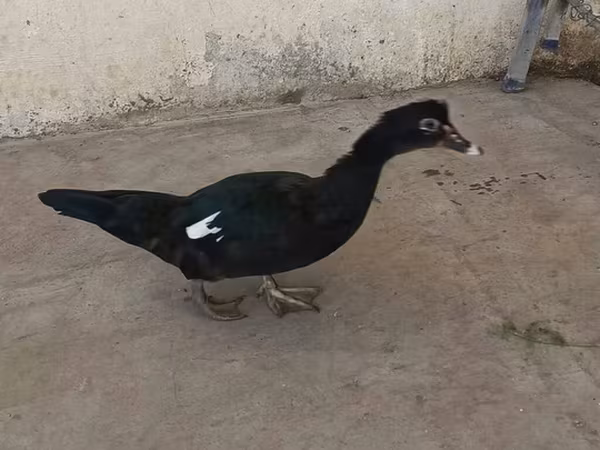 Ducks