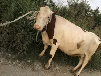 Mucca, Bovini — foto 1