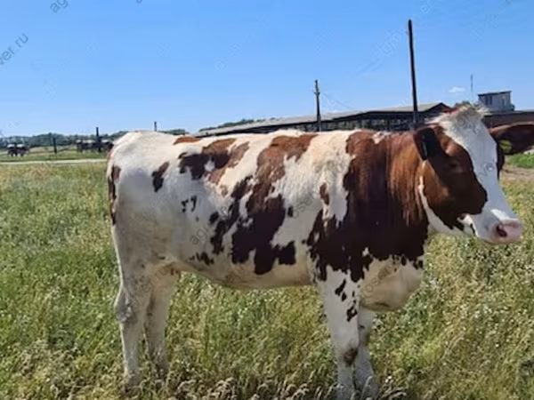 Vaca, Vaca roja danesa