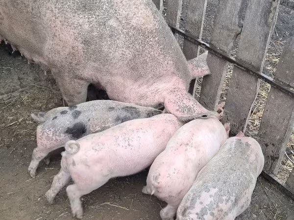 Babi betina, Pigs