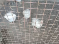 Chickens — عکس 1
