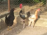Japanisches Bantam — Foto 1