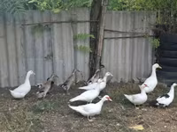 Ducks — photo 1