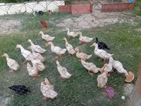 Niemiecki Pekin — zdjęcie 1