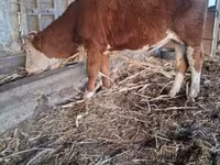 Kuh, Simmental cattle — Foto 2