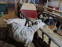 Kambing betina, Goats — foto 3