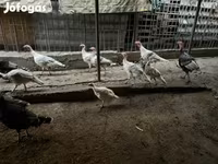 Turkeys — foto 4