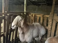 Montone, Arashan sheep — foto 5