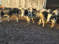 Krava, Russian Black pied cattle — foto 2