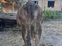 গাভী, গরু — ছবি 2
